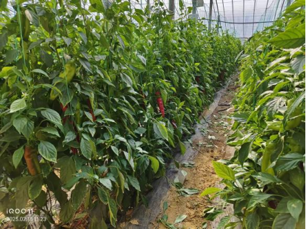 1767273006902056.png 13.png