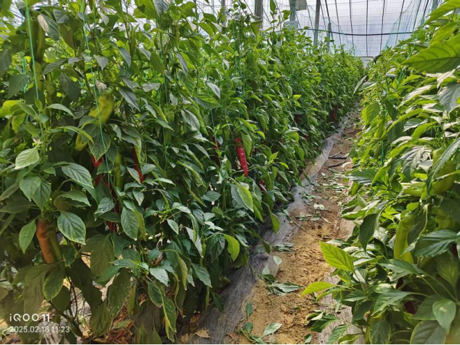 1768214008444149.png 9.png